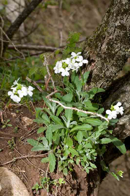 Pianta laziale 2 - Arabis alpina s.l.